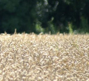 Landwirtschaft um Joshofen