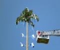 Maibaum aufstellen 2014